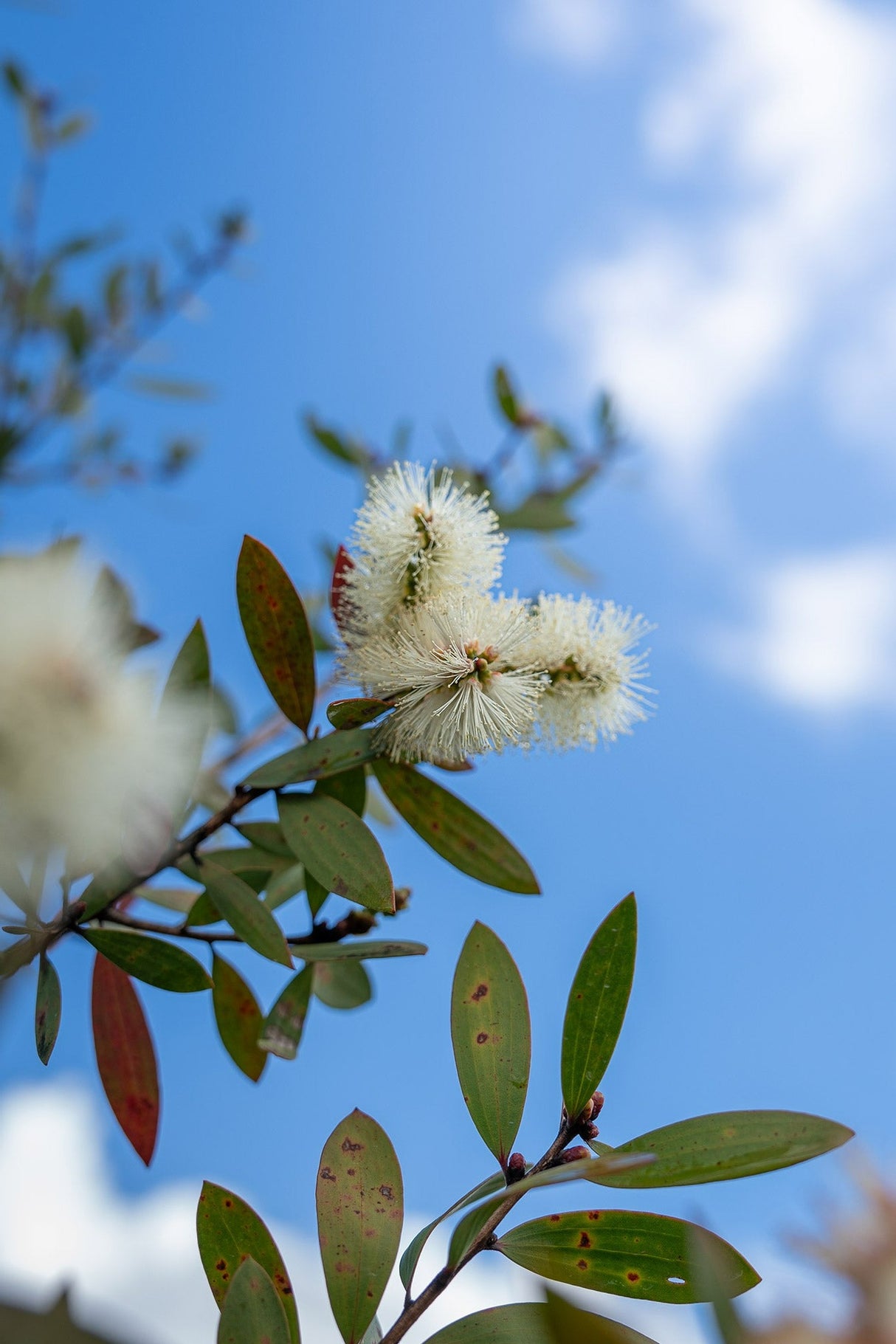 Callistemon viminalis 'Wilderness White' - Wilderness White Bottlebrush