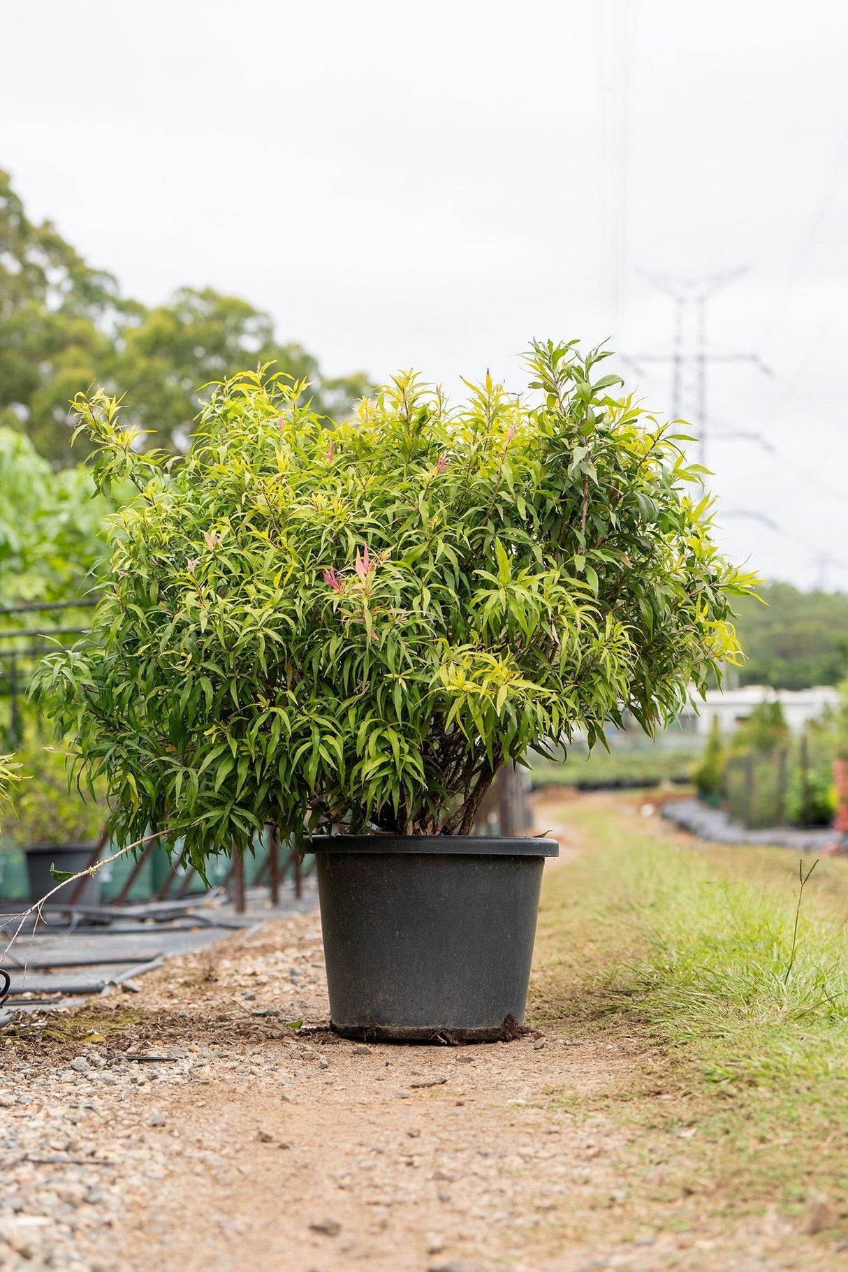 Callistemon salignus 'Great Balls of Fire' - Great Balls of Fire Bottlebrush