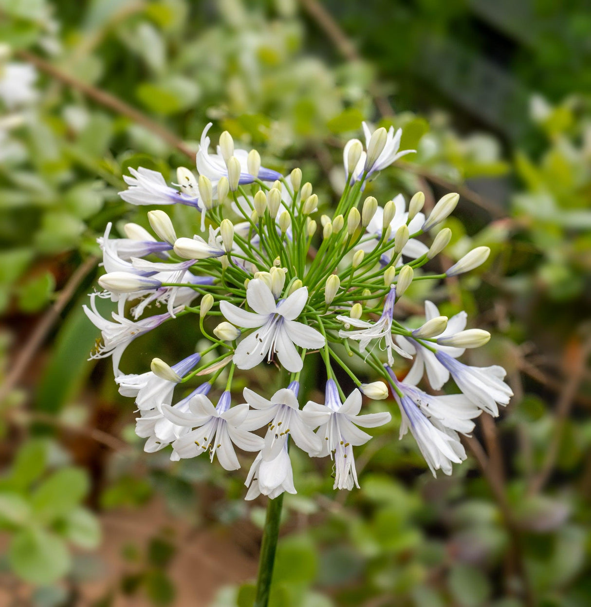 Agapanthus 'Maxsie' - Maxsie Agapanthus