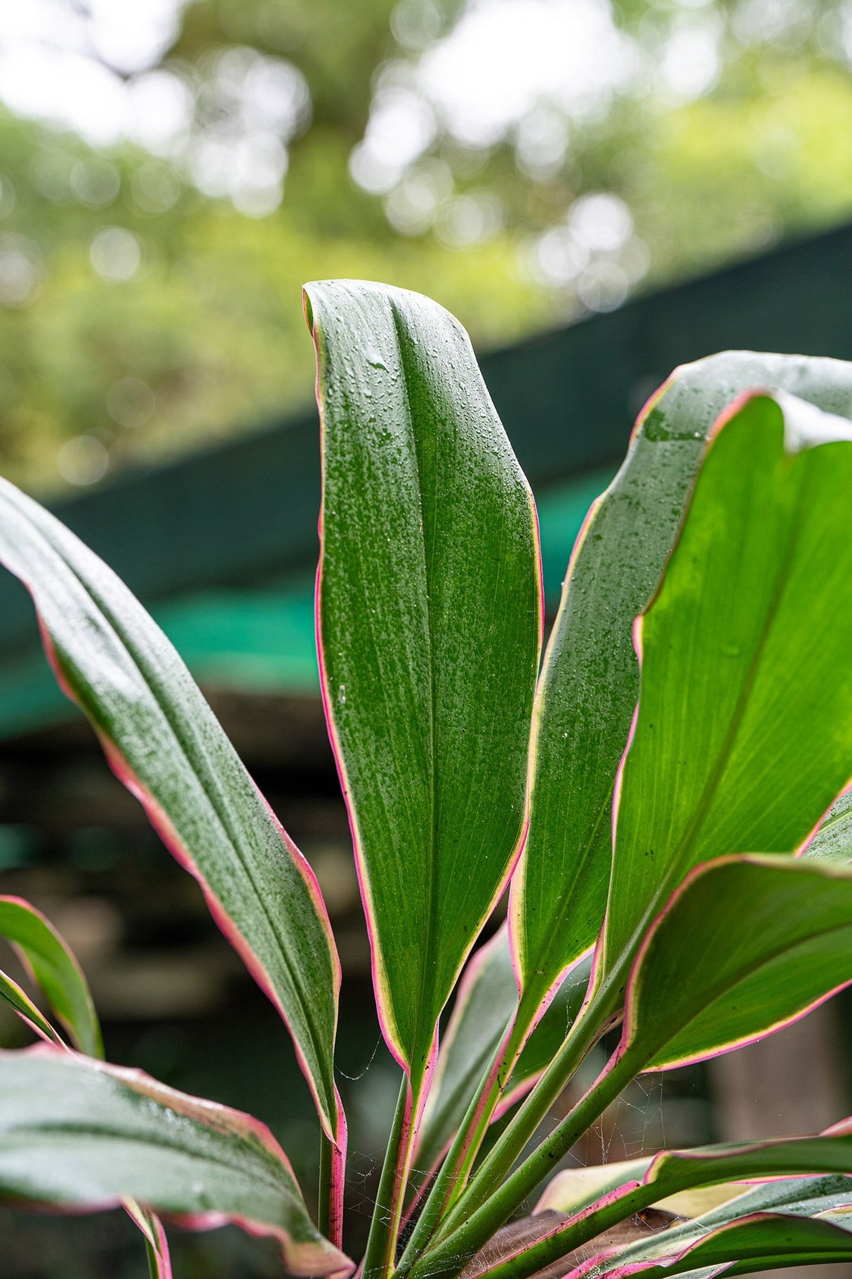 Cordyline fruticosa 'Pink Diamond' - Pink Diamond Cordyline