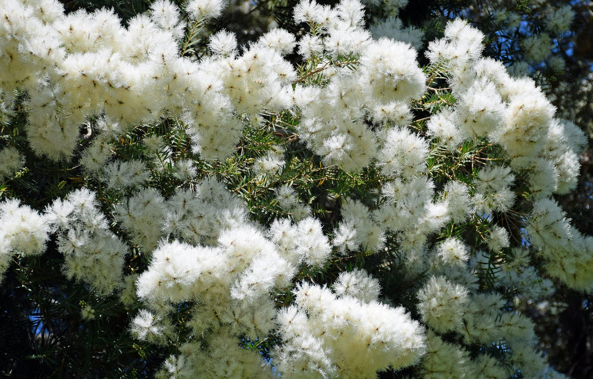 Melaleuca linariifolia 'Snowstorm' - Snowstorm Melaleuca