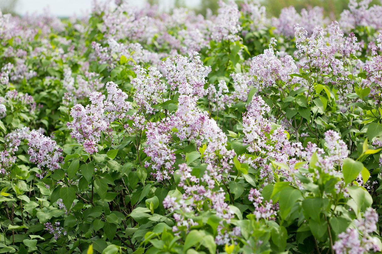 Hardenbergia violacea 'White Out' - White Out Hardenbergia