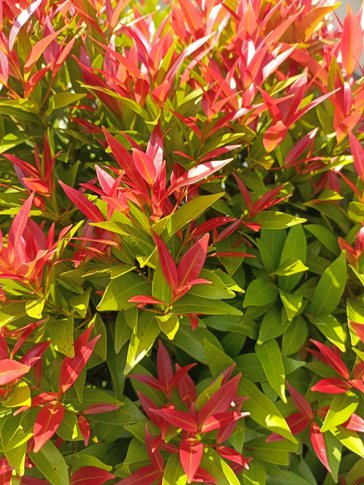 Syzygium australe 'Winter Lights' - Winter Lights Syzygium