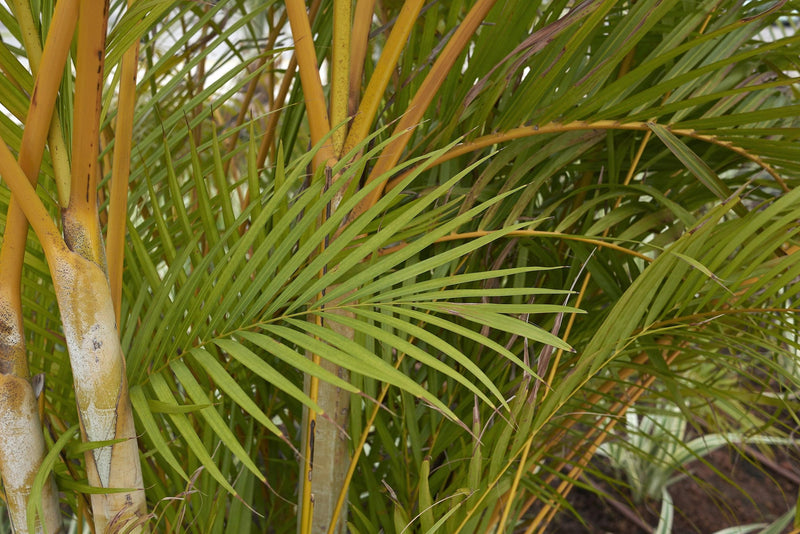 Dypsis ampasindavae - نخيل أمباسيندافا