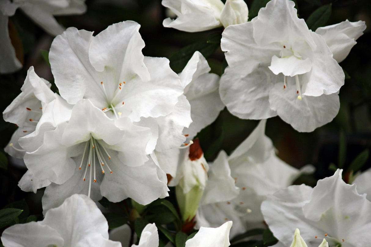 Azalea Encore 'Autumn Lily' - Autumn Lily Encore Azalea