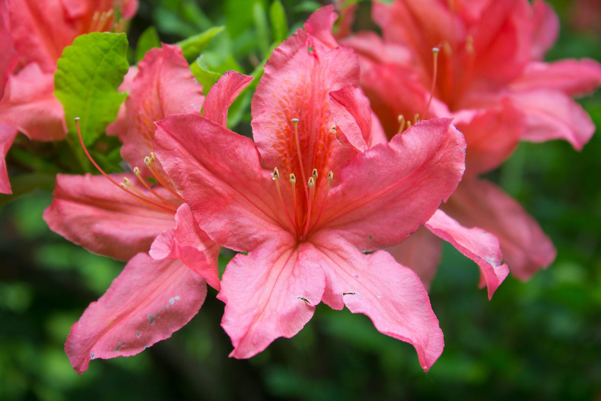 Azalea Encore 'Autumn Princess' - Autumn Princess Encore Azalea