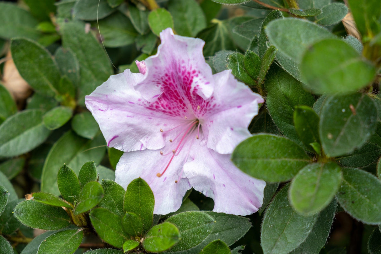 Azalea Encore 'Autumn Twist' - Autumn Twist Encore Azalea