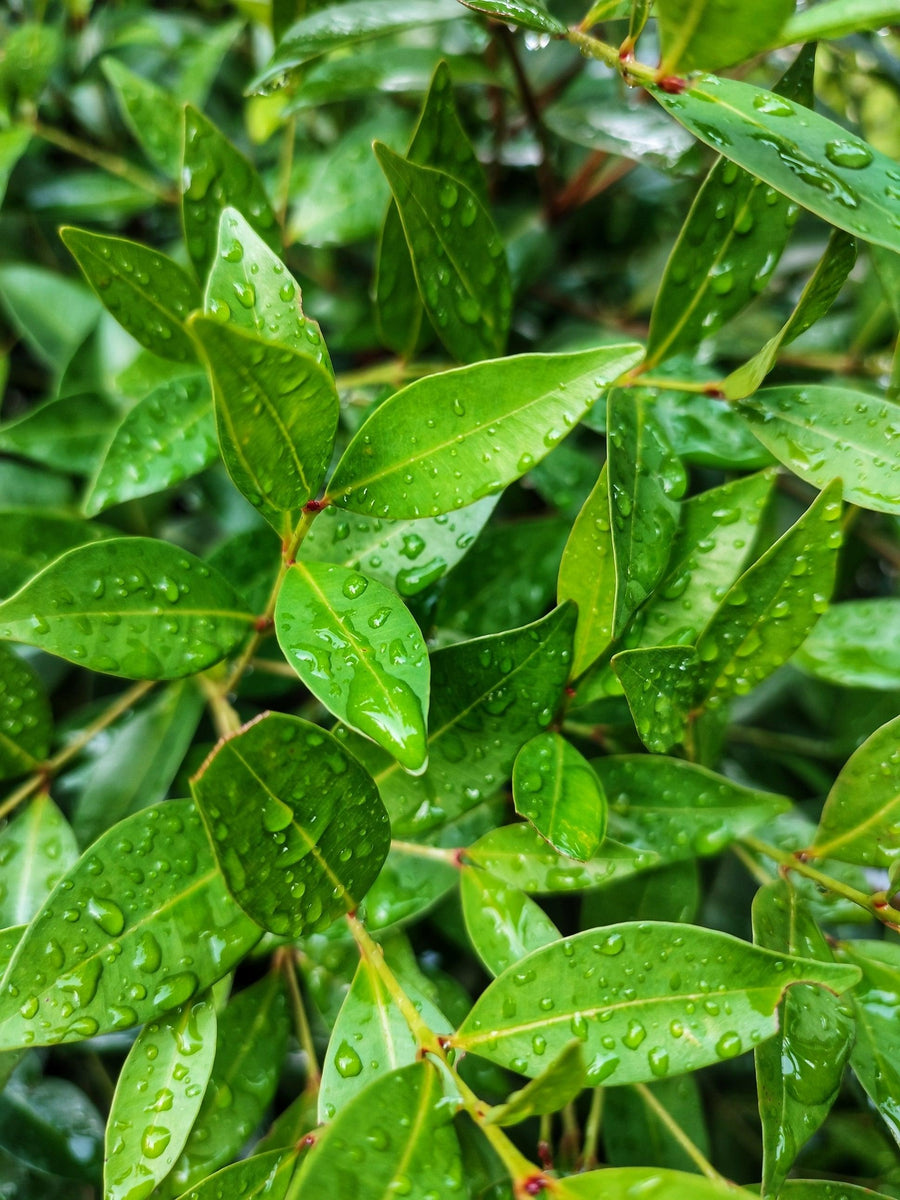 Syzygium australe 'Baby Boomer' - Baby Boomer Syzygium