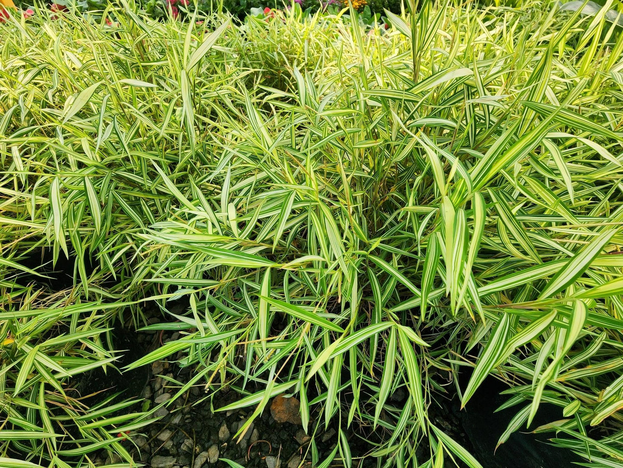 Pogonatherum paniceum - Baby Panda Bamboo