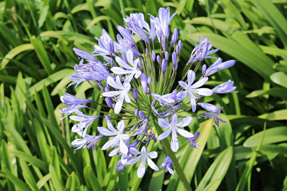 Agapanthus 'Baby Periwinkle' - Baby Periwinkle Agapanthus