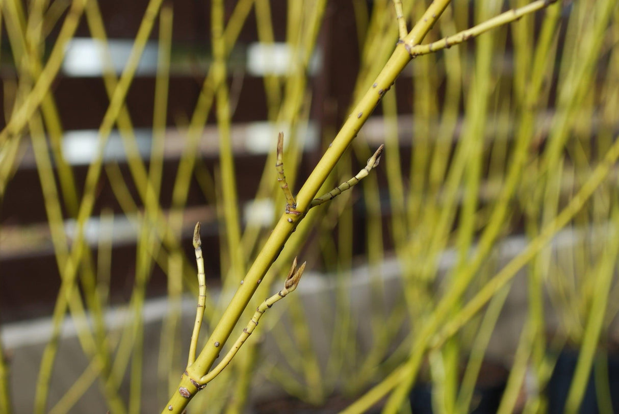 Cornus sericea 'Flaviramea Baileyi' - Baileyi Yellow Twig Dogwood