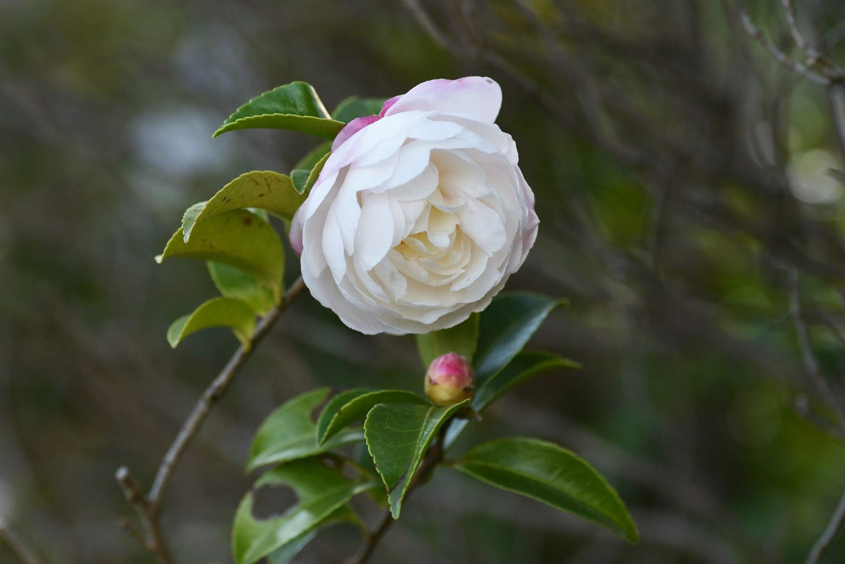 Camellia sasanqua 'Beatrice Emily' - Beatrice Emily Camellia