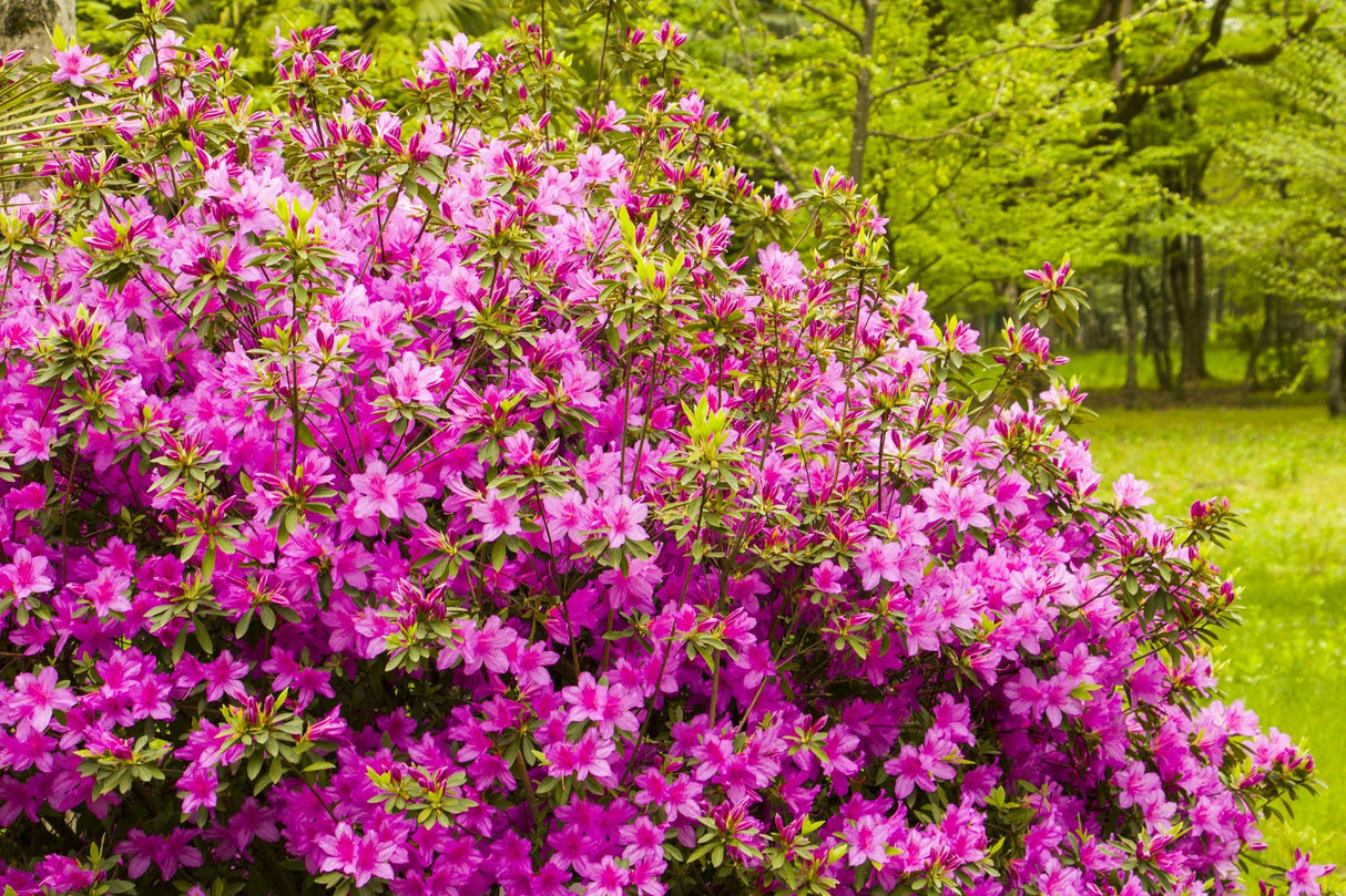 Azalea indica 'Anna Kehr' - Anna Kehr Indica Azalea