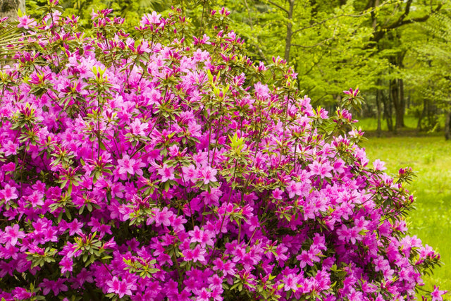 Azalea indica 'Anna Kehr' - Anna Kehr Indica Azalea