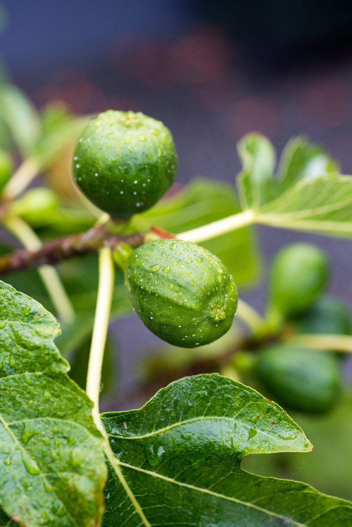 Ficus carica 'Black Genoa' - Black Genoa Fig Tree