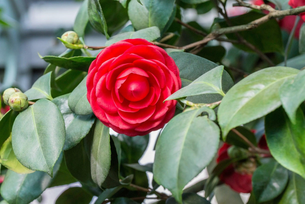 Camellia japonica 'Black Tie' - Black Tie Camellia