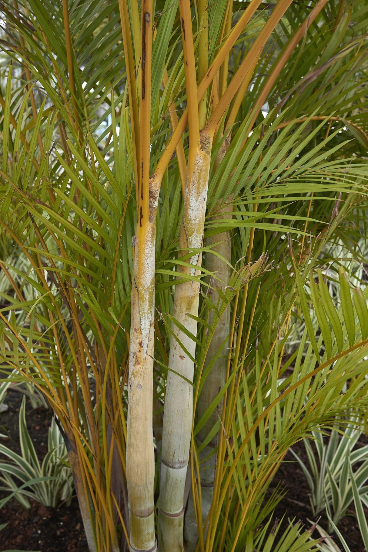 Dypsis cabadae - Blue Cane Palm