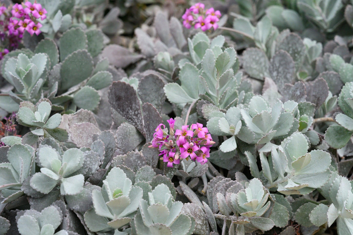 Crassula ‘Bluebird’ - Bluebird Jade