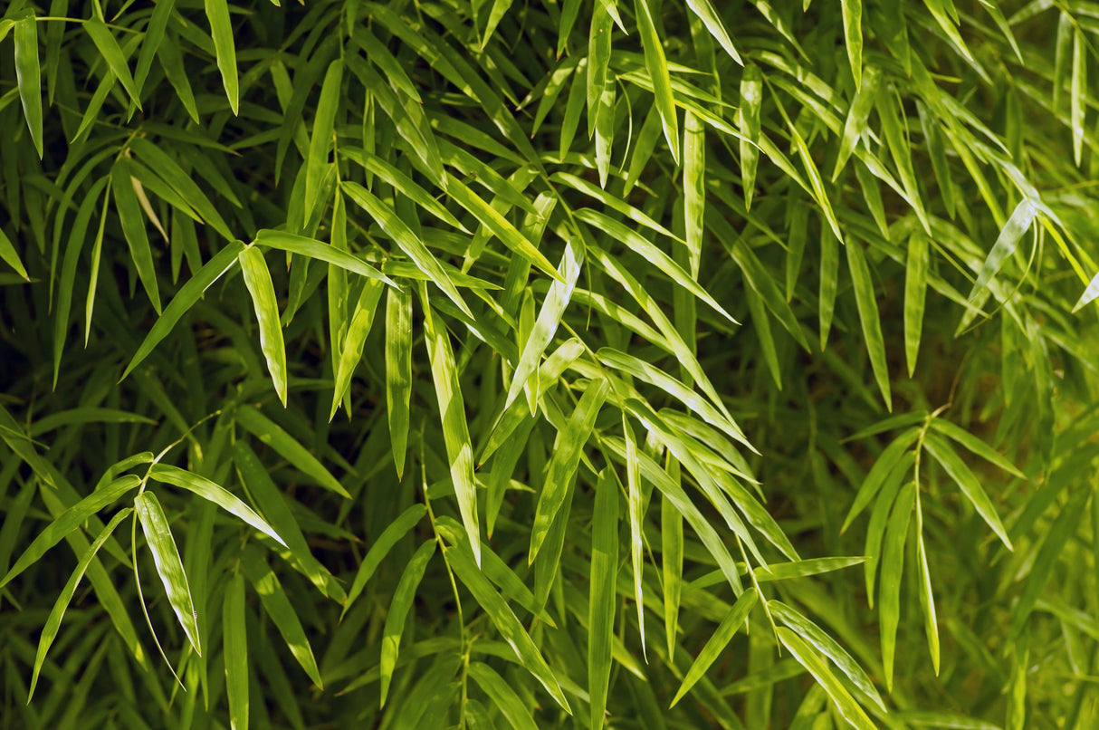 Bambusa boniopsis - Bonnie Bamboo Plant