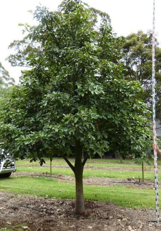 Brachychiton acerifolius x bidwillii ‘Red Robin’ grafted