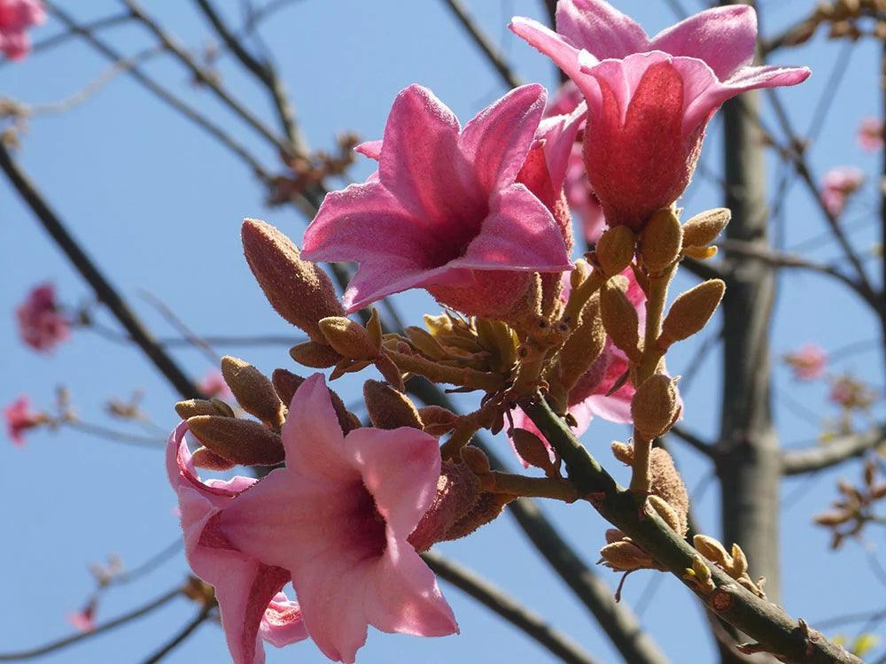 Brachychiton discolor ‘Highfields Pink’ - Highfields Pink Lacebark