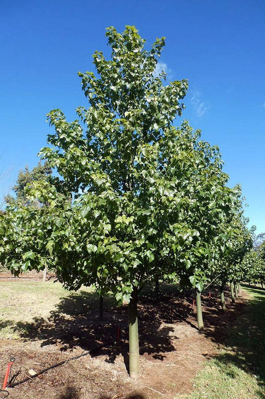 Brachychiton incarnatus - Hybrid Lacebark Bottle Tree (B. discolor × B. populneus)