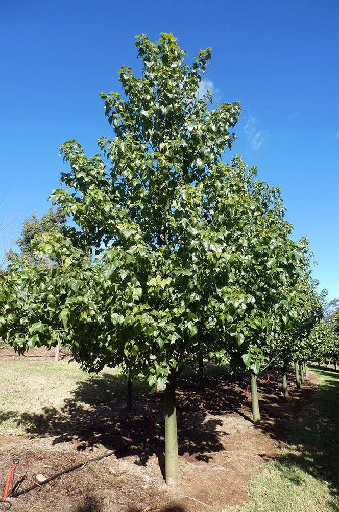 Brachychiton incarnatus - Hybrid Lacebark Bottle Tree (B. discolor × B. populneus)