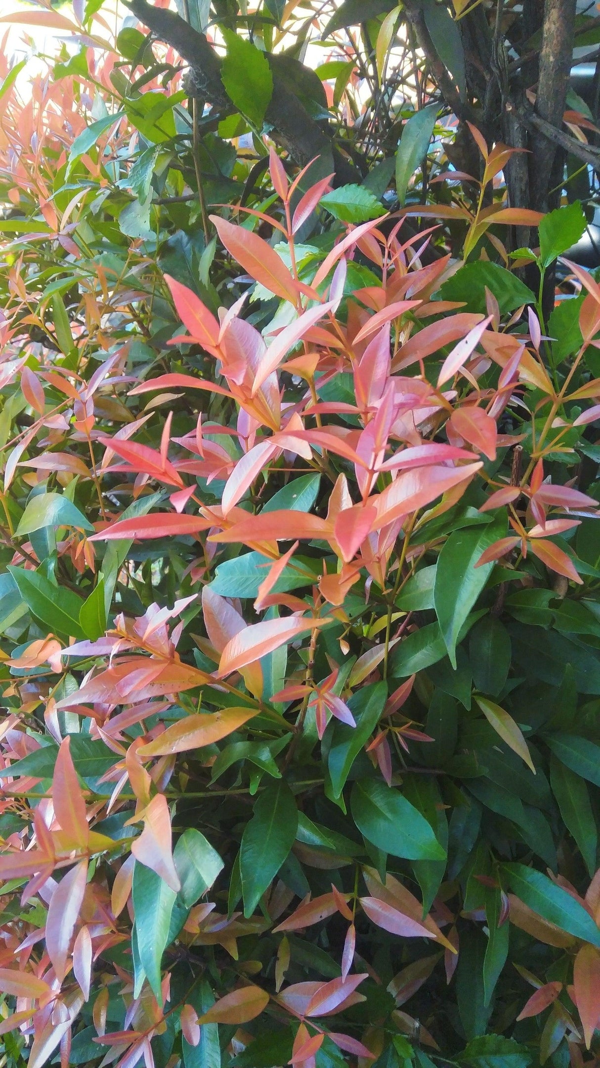 Syzygium hemilamprum - Broad Leaved Lilly Pilly