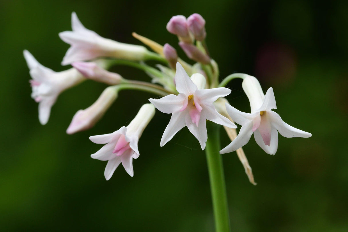 Tulbaghia violacea 'Ashanti Pearl' - Ashanti Pearl Society Garlic