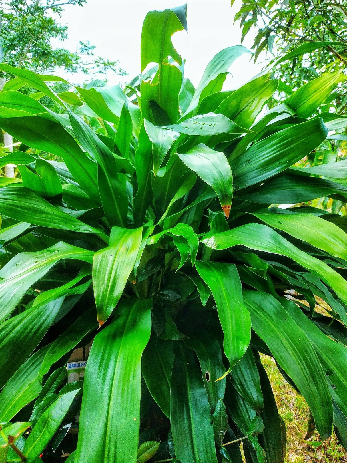 Cordyline petiolaris - Broad Leaved Palm Lily