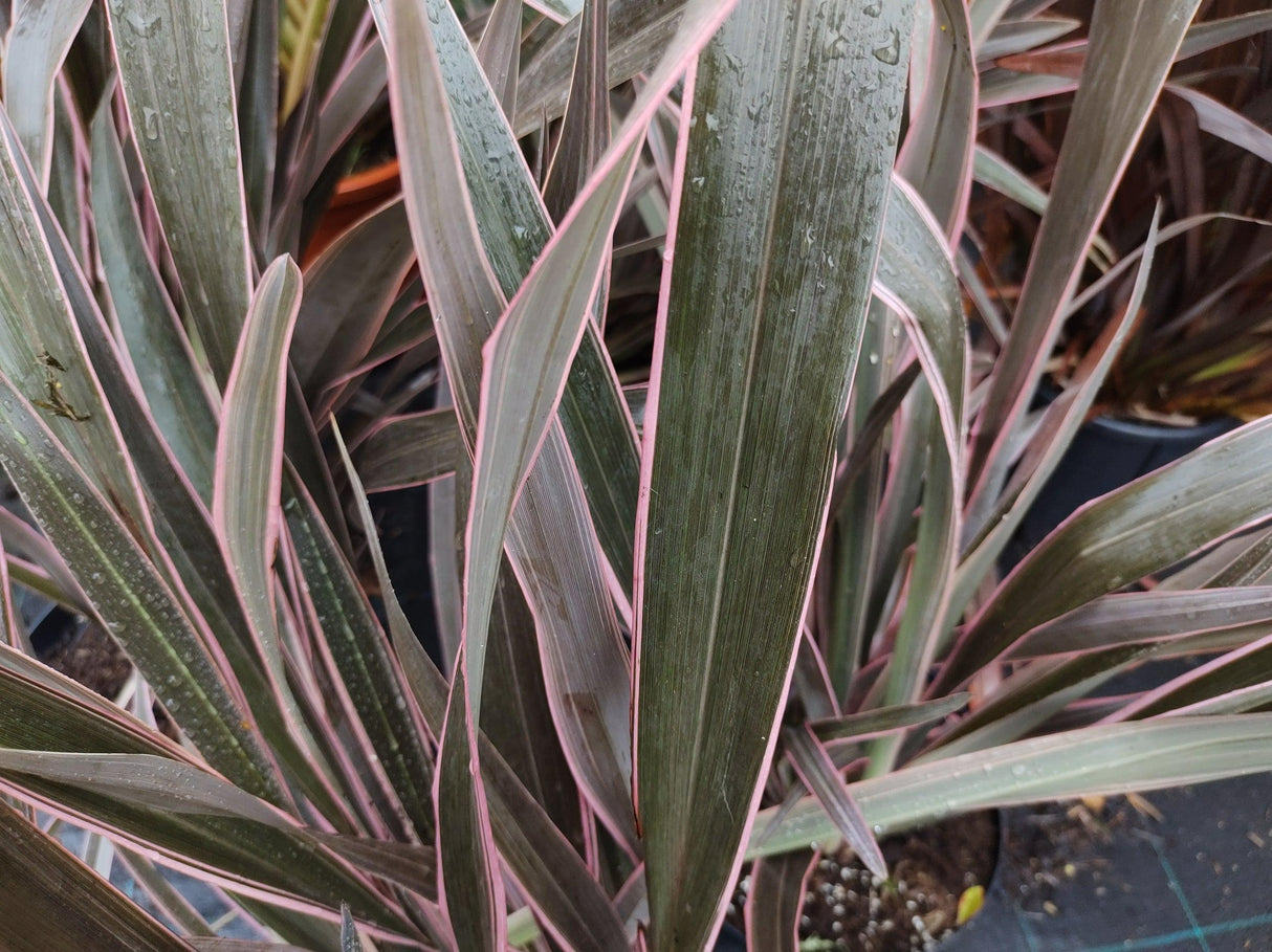 Phormium 'Bronze Warrior' - Bronze Warrior Flax