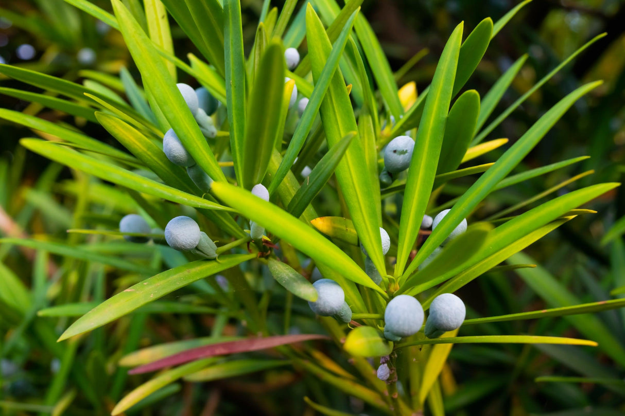 Podocarpus elatus - Brown Pine