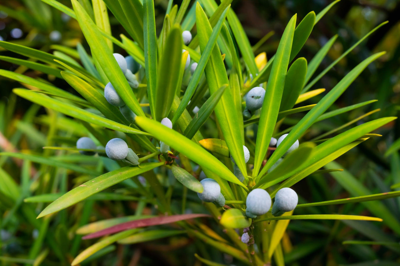 Podocarpus elatus - Brown Pine