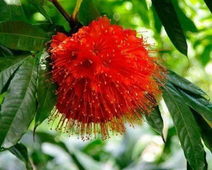 Brownea grandiceps × macrophylla - Brownea Hybrid