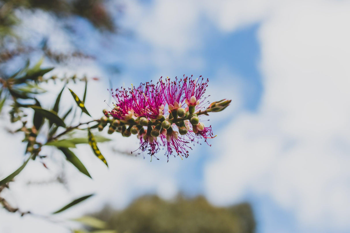 Callistemon 'Burgundy' - Burgundy Bottlebrush