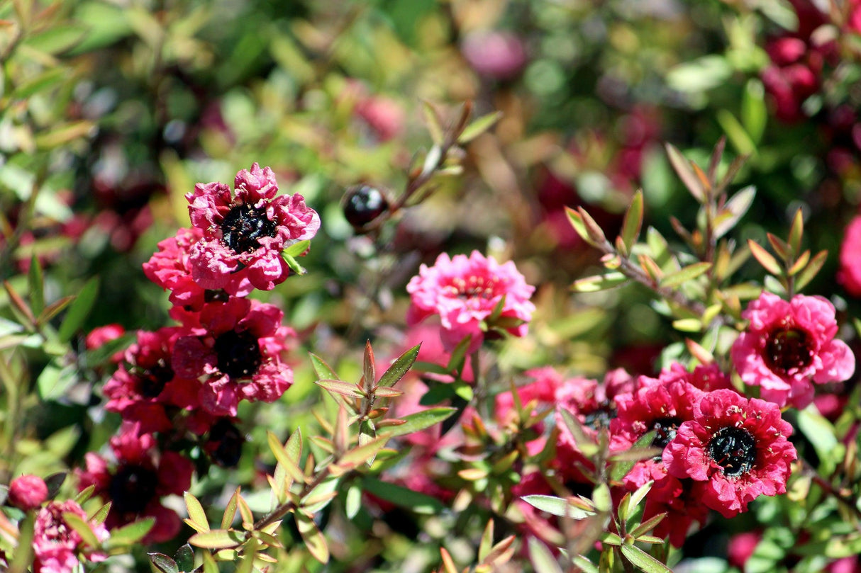 Leptospermum scoparium 'Burgundy Queen' - Burgundy Queen Tea Tree