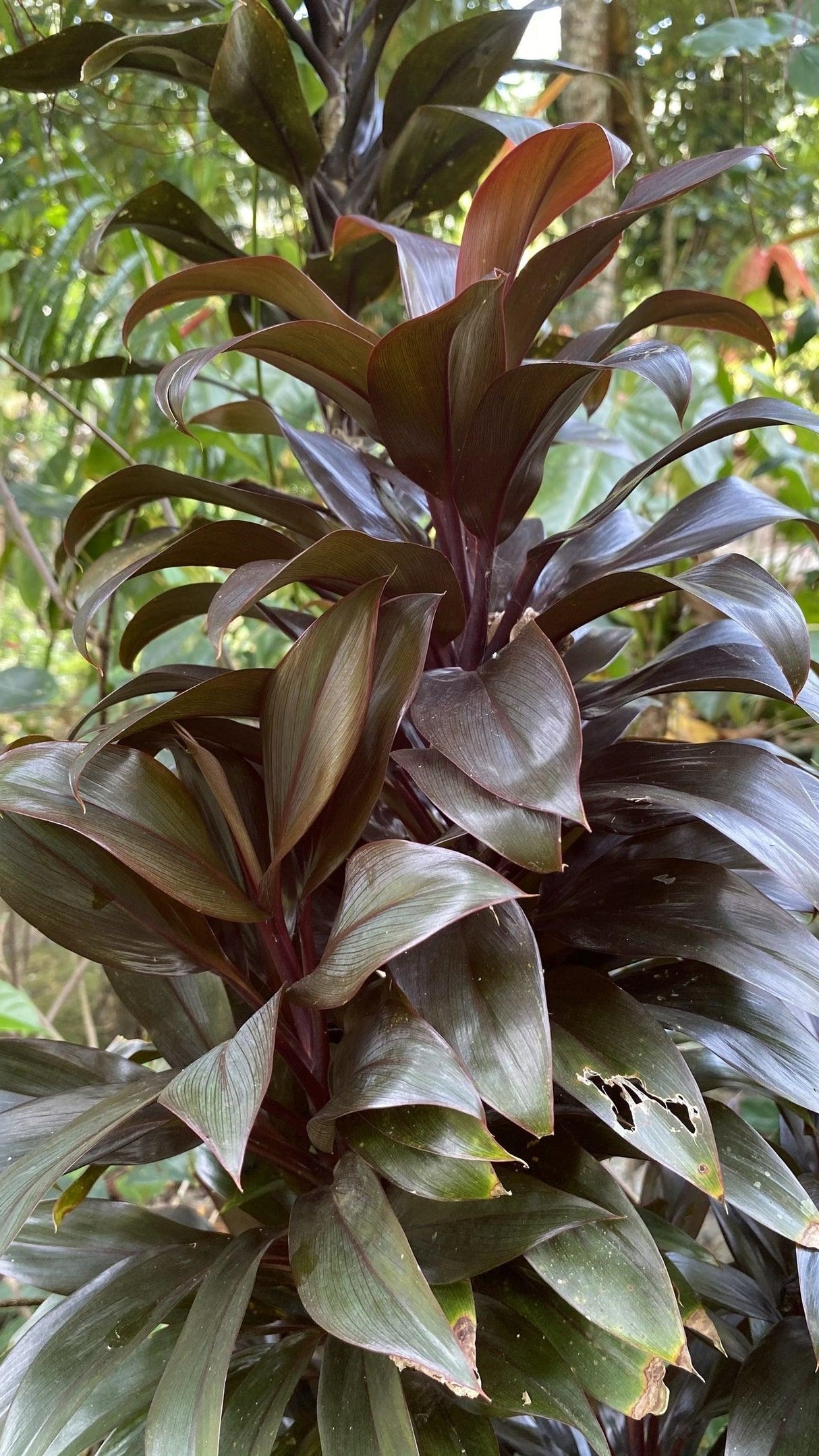 Cordyline fruticosa 'Caruba Black' - Caruba Black Cordyline