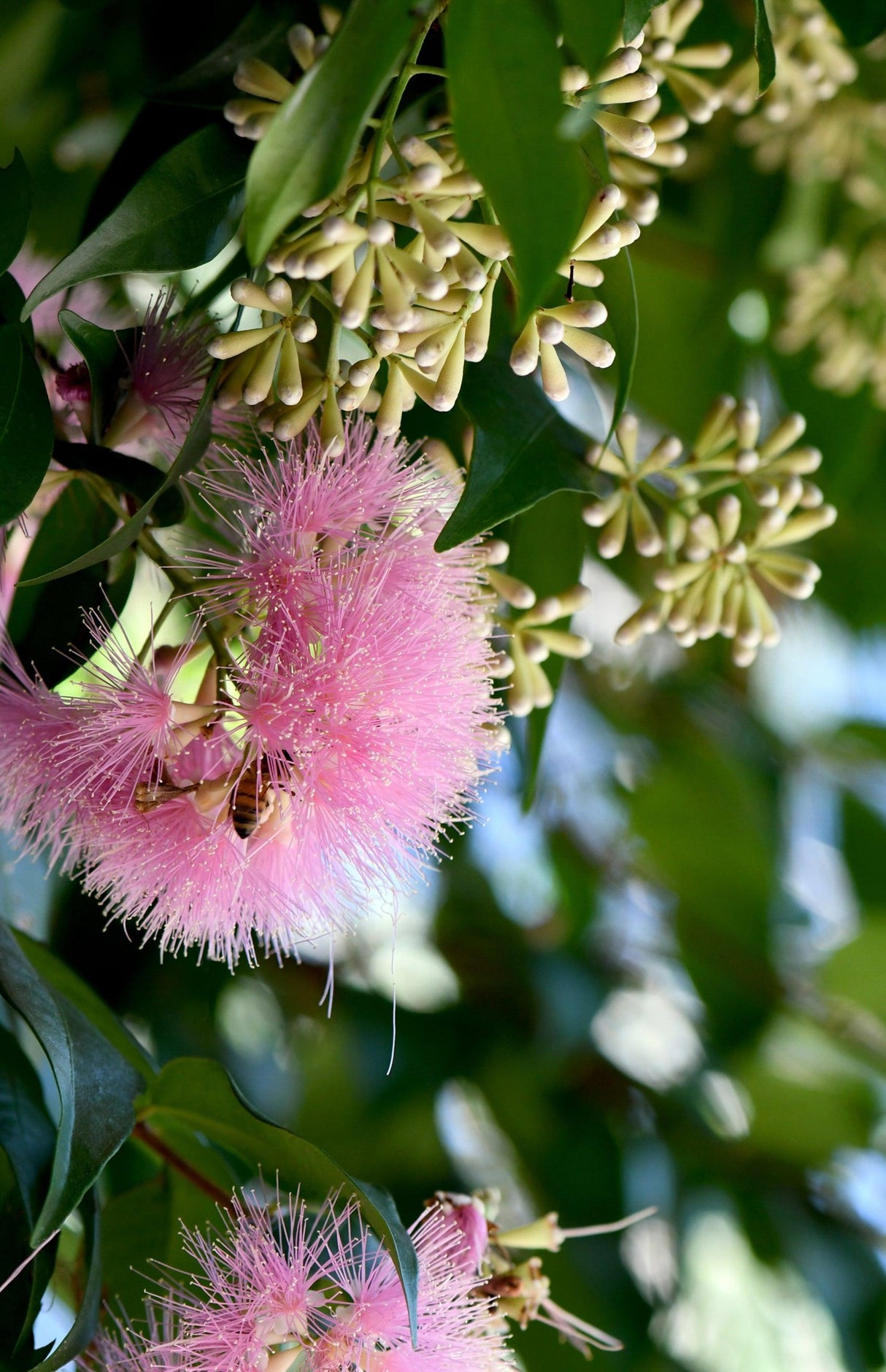 Syzygium australe 'Cascade' - Cascade Lilly Pilly