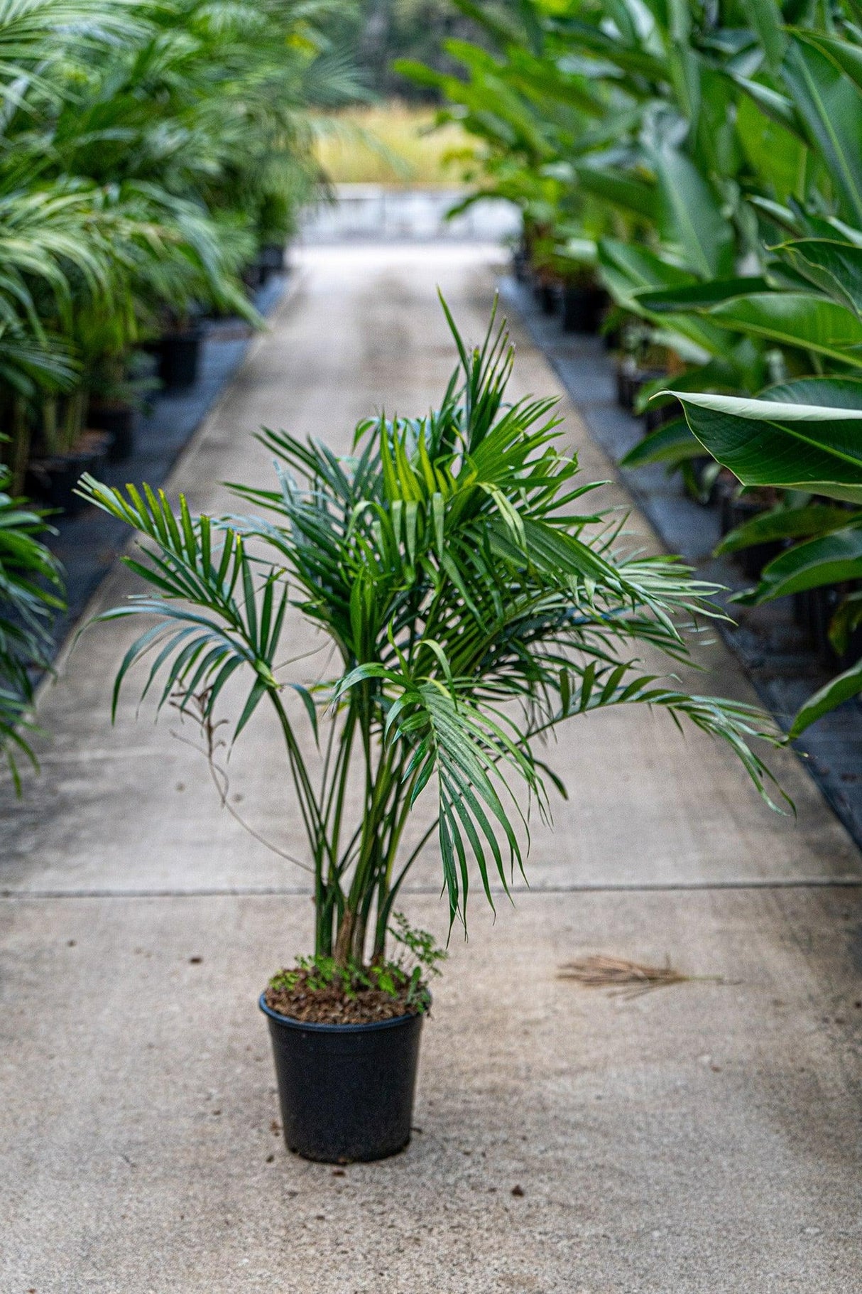 Chamaedorea atrovirens - Cascade Palm