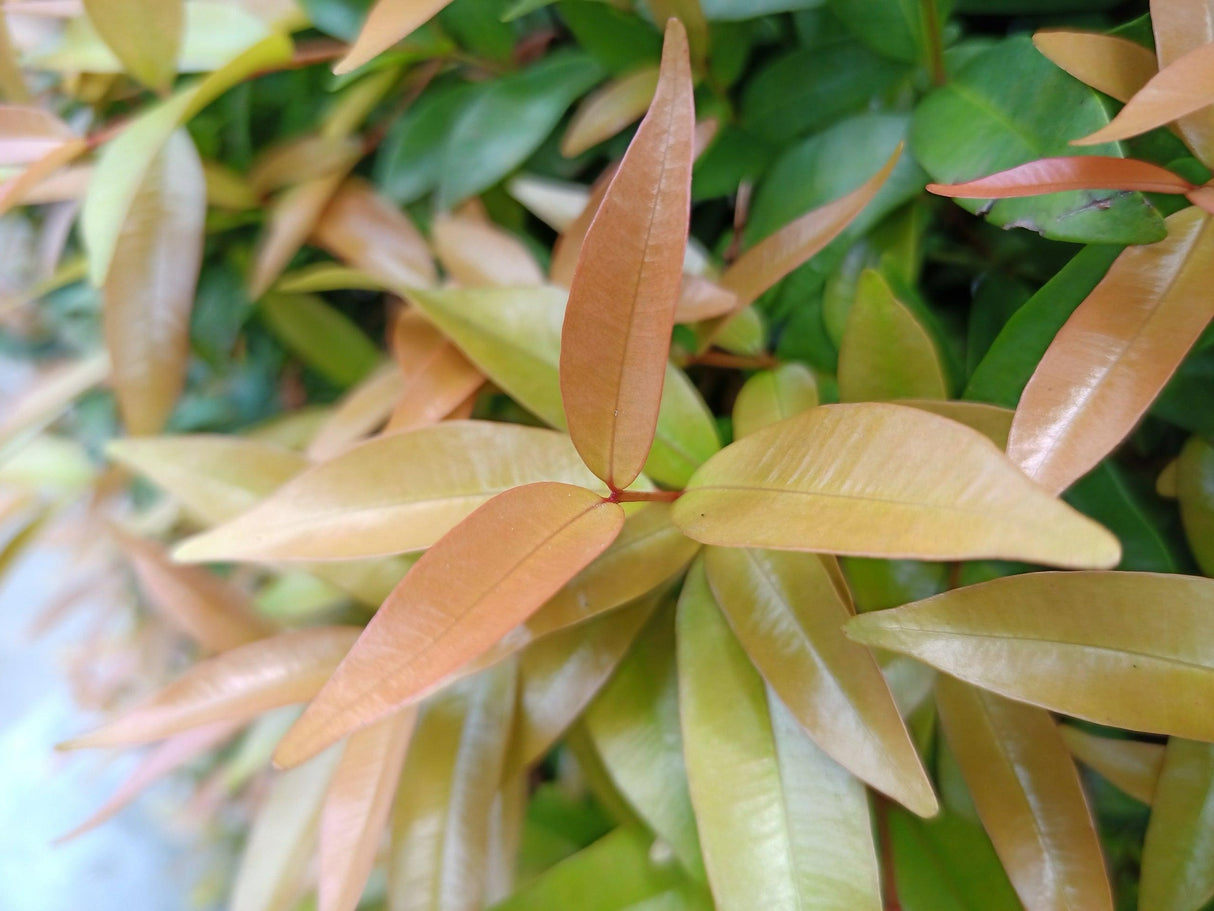 Syzygium australe 'Aussie Gem' - Aussie Gem Lilly Pilly