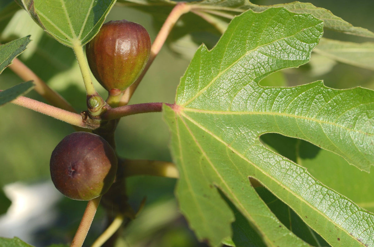 Ficus carica 'Celest' - Celest Fig Tree