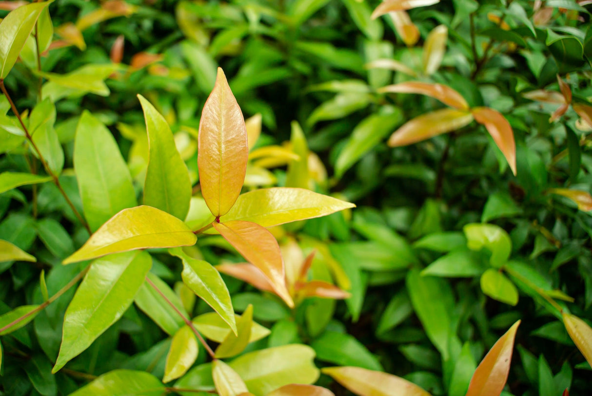 Syzygium australe 'Cherry Bomb' - Cherry Bomb Lilly Pilly