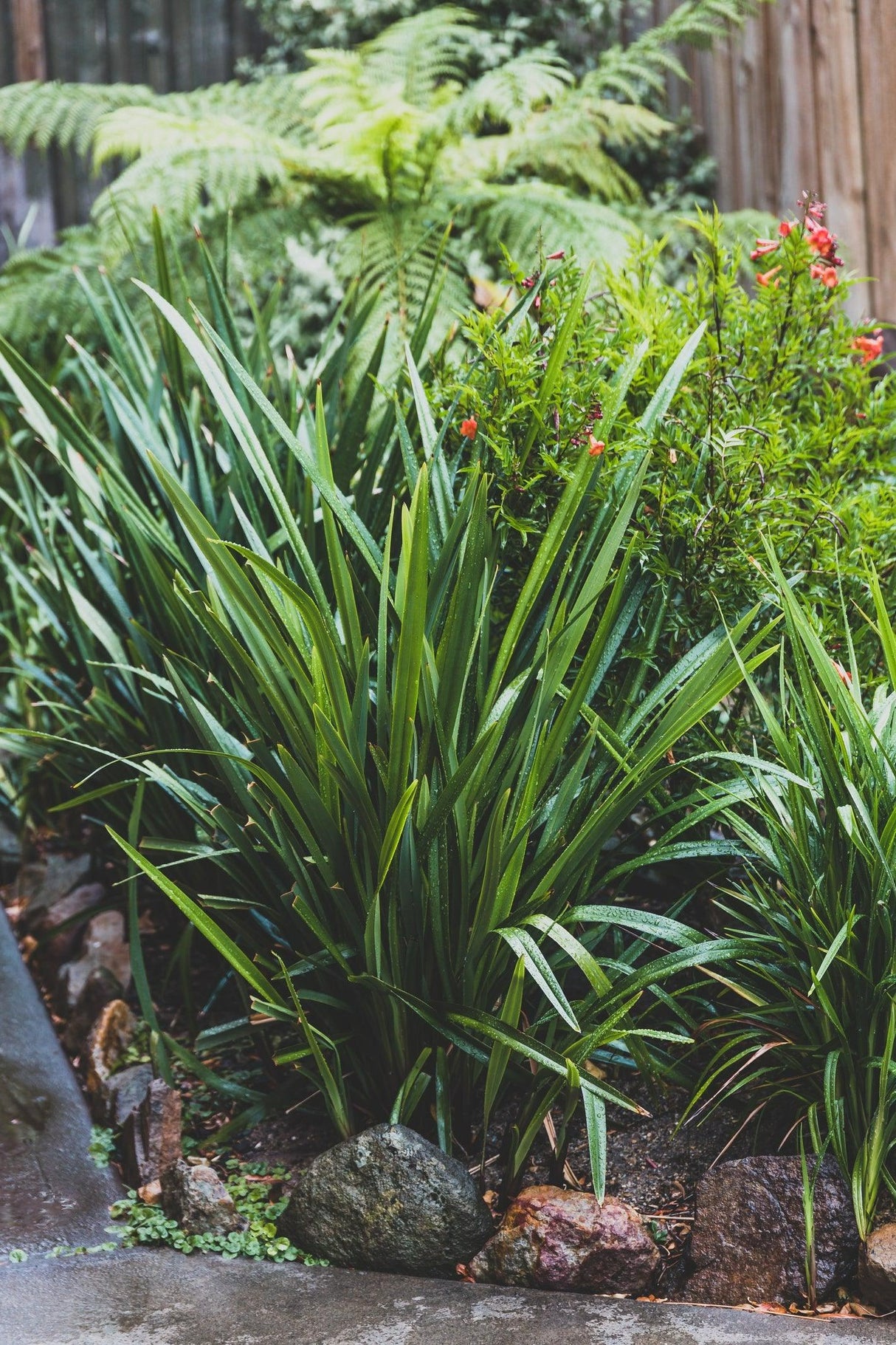 Dianella tasmanica 'Cherry Red' - Cherry Red Dianella