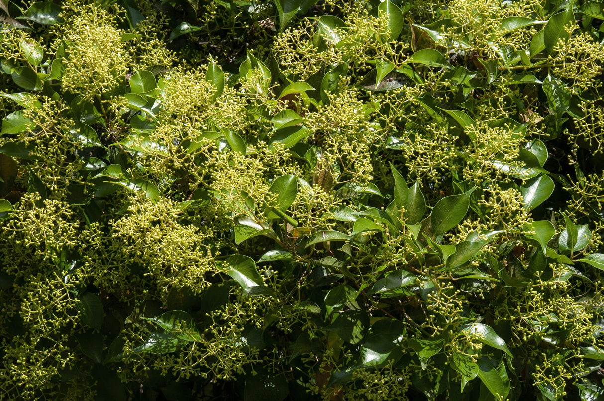 Syzygium australe 'Cherry Surprise' - Cherry Surprise Lilly Pilly