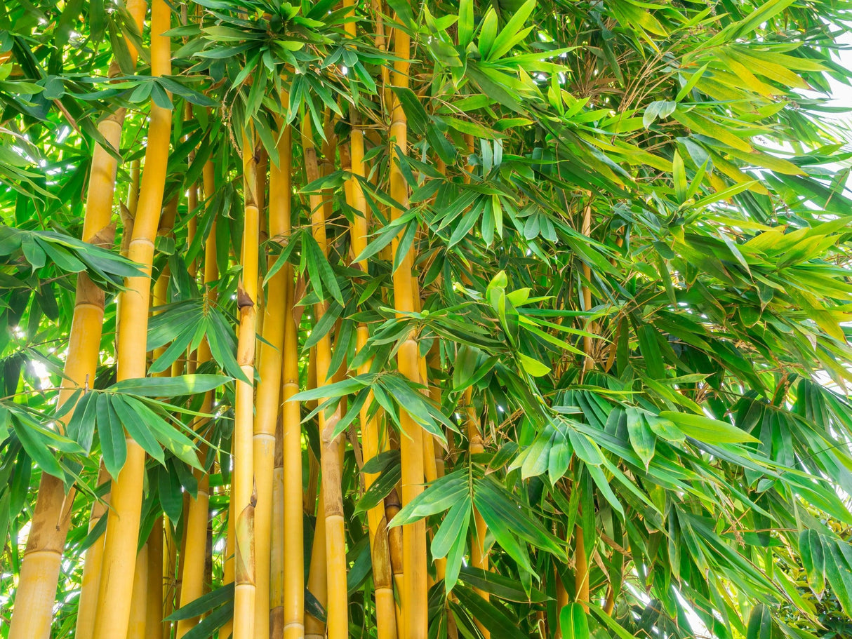 Bambusa eutuldoides viridi-vittata 'China Gold' - China Gold Bamboo