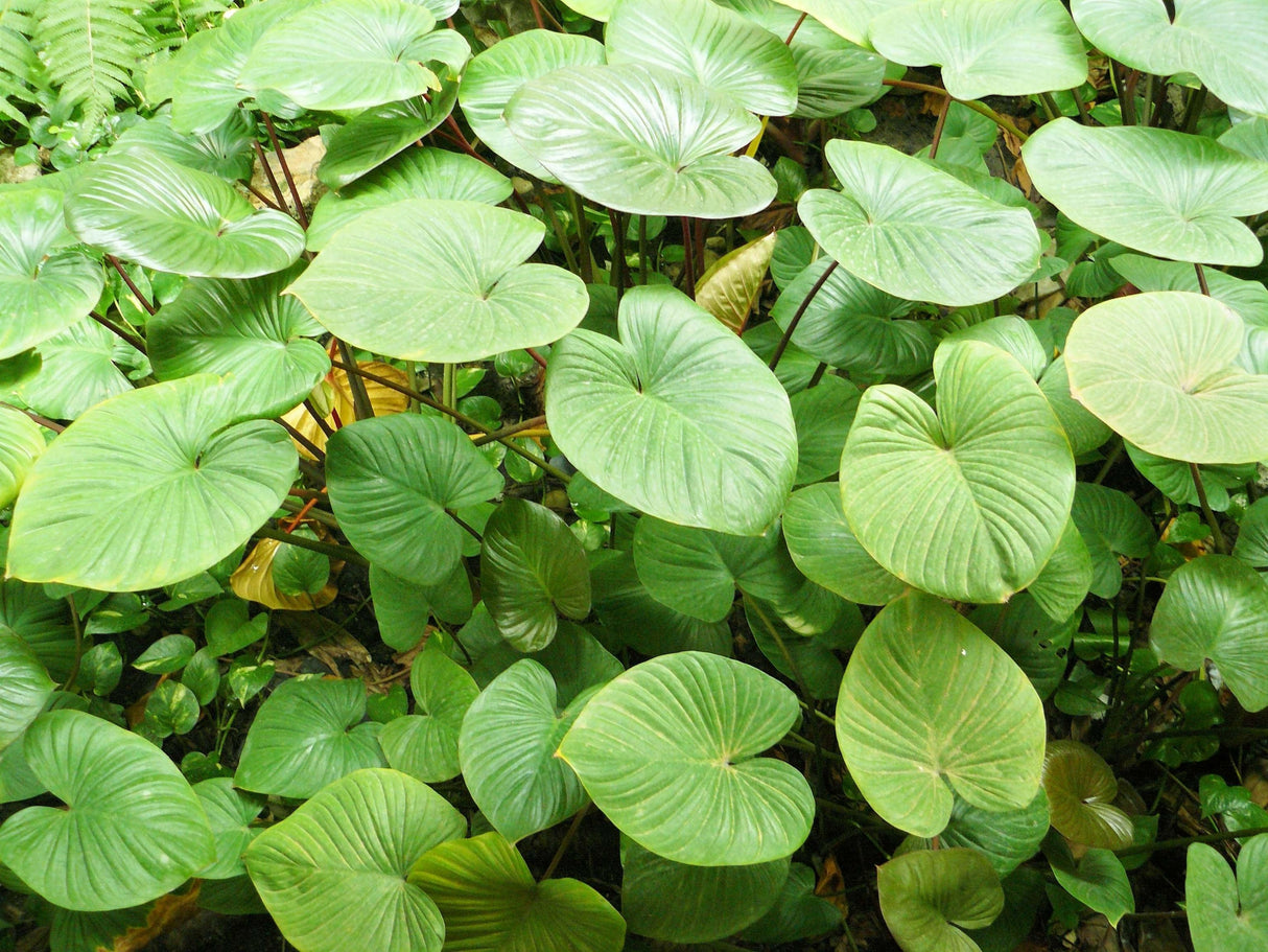 Alocasia cucullata - Chinese Taro