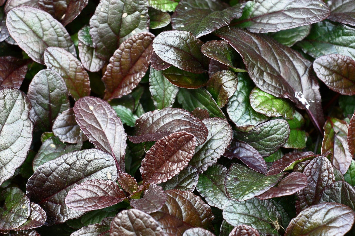 Ajuga reptans 'Chocolate Chip' - Chocolate Chip Bugleweed