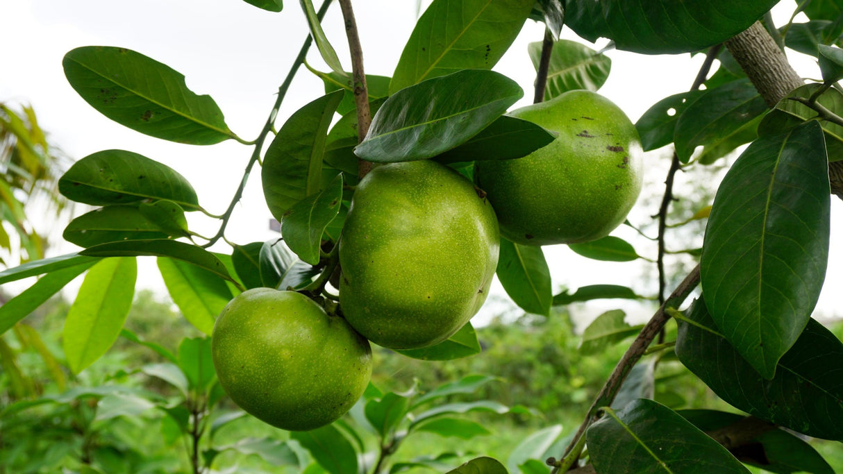 Black Sapote Tahiti Diospyros nigra - Chocolate Persimmon Tree