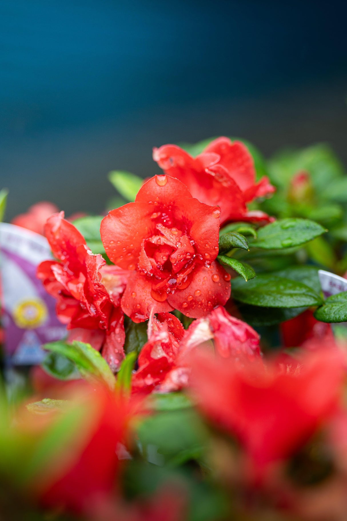 Azalea kurume 'Christmas Cheer' - Christmas Cheer Kurume Azalea