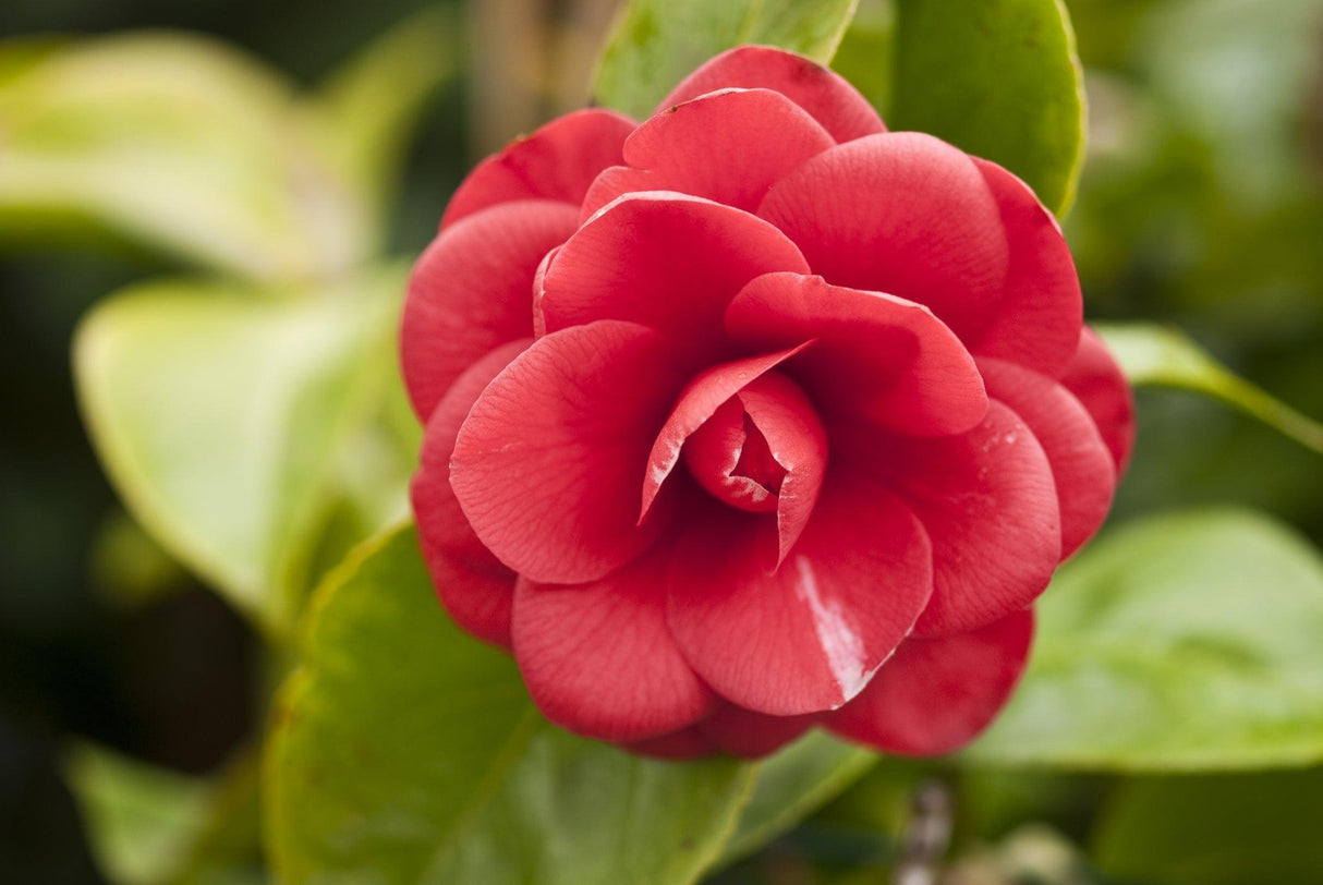 Camellia japonica 'CM Hovey' - CM Hovey Camellia